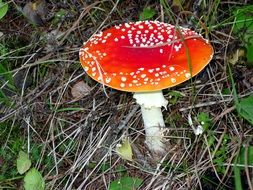 red fly agaric as a decoration of the forest