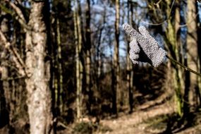 Glove Forest