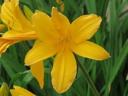 yellow blossoms in the garden