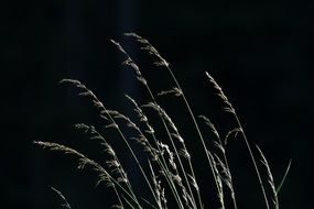 grass in dark twilight closeup