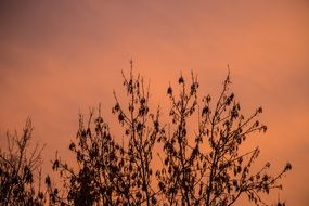 silhouettes of tree in red twilight