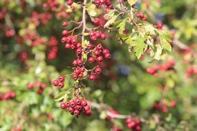 delightful Berries Pyracantha