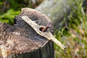 Nail on a wood