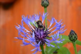picturesque and pretty Blue flower