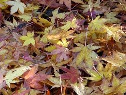 fallen colorful maple leaves