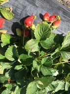 strawberry bush with ripe berries on a wooden flooring