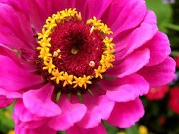 pink zinnia blossom
