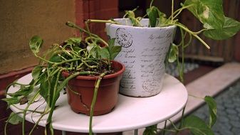 plants in flower pots on a table, street, spain