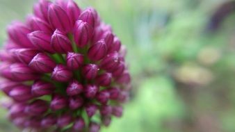 macro photo of closed purple clover buds