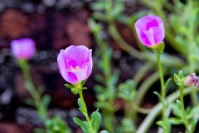 Beautiful blooming purple Portulaca Oleracea flowers