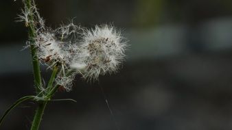 hairy flower in the garden