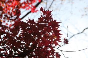 Autumnal red leaf tree