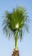Green leaf Palm Tree