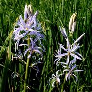 flower with pointed flowers in green grass