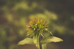 Thistle or Silybum