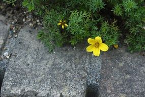 Yellow natural Flowers