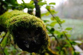 green Moss on Tree close up