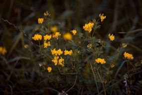 genista radiata close up