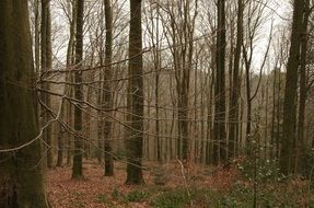 Mystic Forest on a cloudy day