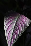 purple oblong leaf close up