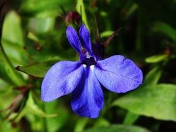 macro photo of Blooming Blue flower in Grass