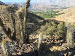 Landscape of Cactuses in a desert