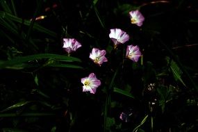 Pink and white Bellflowers