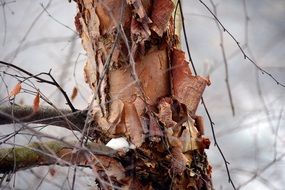 Snow on Tree Branch Winter closeup