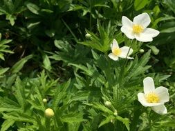 anemones, White Flowers on meadow