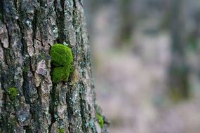 Moss on a bark
