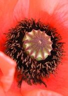 picturesque and pretty Poppy