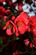 closeup photo of Red spring flowers