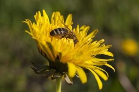 bee collects pollen flower