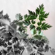 green fern leaves in the fog