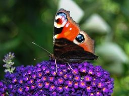 beauty Peacock Butterfly