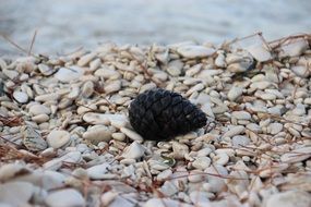 black bump on white pebbles