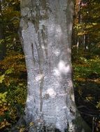 white tree trunk in the forest