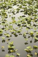 A lot of the aquatic plants on the water
