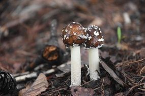 two mushrooms on dry leaves in the forest