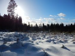 snowy forest in sunny day
