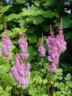 Astilbe, Pink Flowers