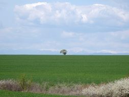 lonely tree far away in the field