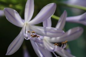 light purple flowers with pointed petals close up