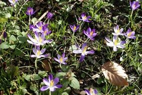 colorful crocuses under the bright sun