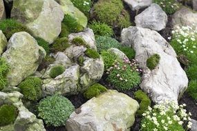 picturesque and pretty Rocks Flowers