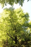 Tree Green Leaf