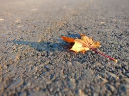 maple leaf on the road