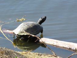 Turtle on Pond