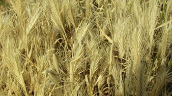 ripe crop Ears in field, Cyprus