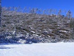 winter forest in the Tatras